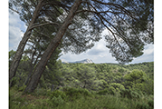 Sainte-Victoire #6704, 2018