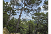 Sainte-Victoire #4805, 2018