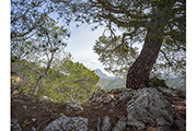 Sainte-Victoire #3301, 2017