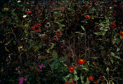 Flowers 1984 No.3, C-Print, 120x180cm