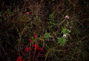 Flowers 1984 No,1, C-Print, 120x180cm