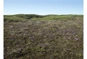 #5326, Northern Iceland, 2007