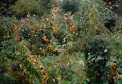 #2211, Giverny, 2002