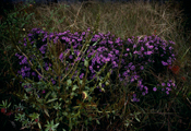 Flowers 1984 No.5, C-Print, 120x180cm