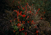 Flowers 1984 No.4, C-Print, 120x180cm