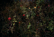 Flowers 1984 No.2, C-Print, 120x180cm