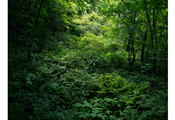 Odaesan  #3745, 2009, C-Print, 236.5x306.7cm