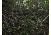 Odaesan #43535, 2009