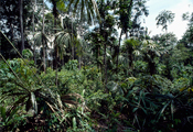 Pazir Jungle, 1993