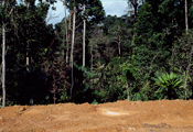 Pazir Jungle, 1993