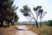 Les Alpilles, 2004