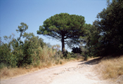 Roussillon, 2004