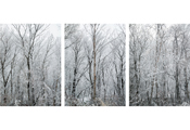 Untitled #14045 #14053 #14041, Seorak, 2011
