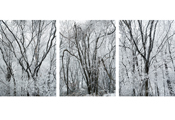 Untitled #14027 #14057 #14030. Seorak, 2011