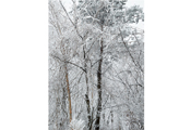 Untitled #14035, Seorak, 2011