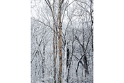 Untitled #14086, Seorak, 2011