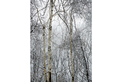 Untitled #14114, Seorak, 2011