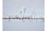 Untitled #1359 Biei 2015