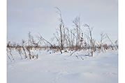 Untitled #1376 Biei 2015