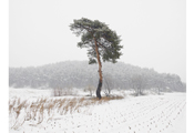 Untitled #355, Seorak, 2008, C-Print, 237.2x307.2cm